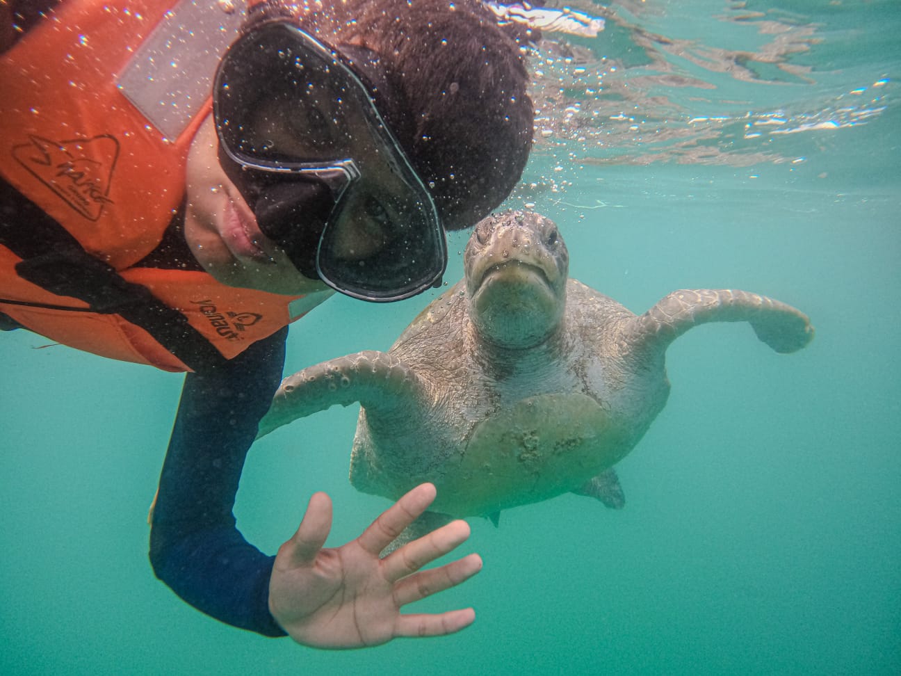 Tortuga marina en su hábitat natural