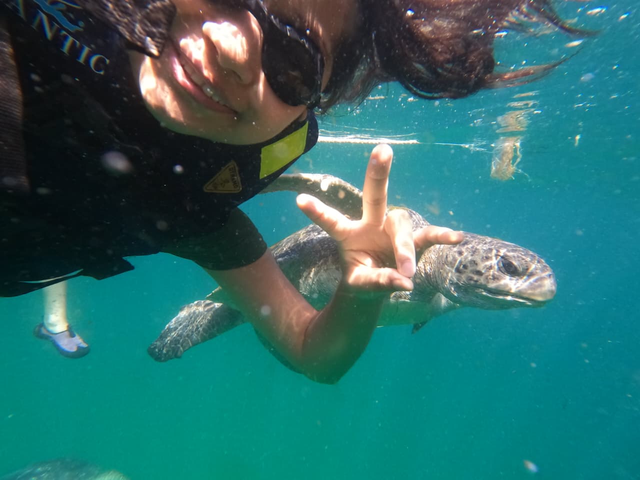 Tortuga marina nadando cerca de la superficie
